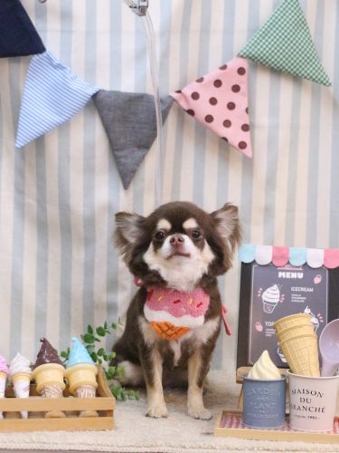 20250516くるみちゃん